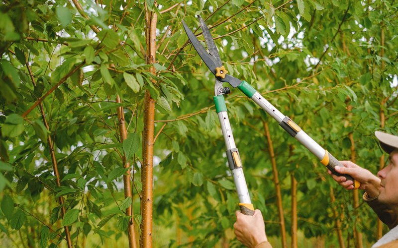 Tree trimming in Rice, VA