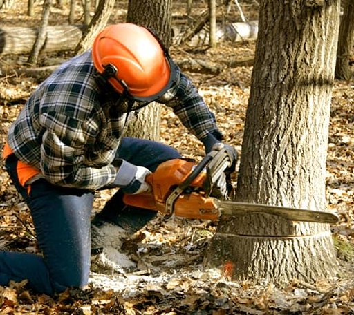 Tree Removal in Rice, VA
